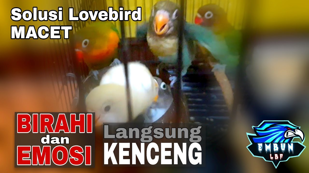 Suara Anakan Lovebird Minta Makan, Suara CindiL Lapar minta diLoLoh, Menaikan Birahi dan Emosi LB