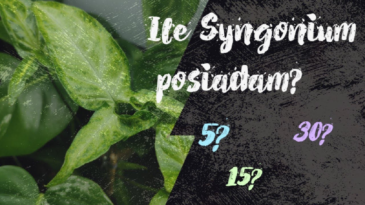 Moja kolekcja Syngonium 🌿