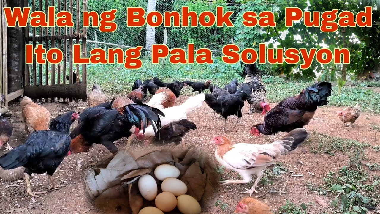 Di na Lumapit Ang Bonhok Dapaw o Hanip sa Pugad ng Manok na Nangangagat