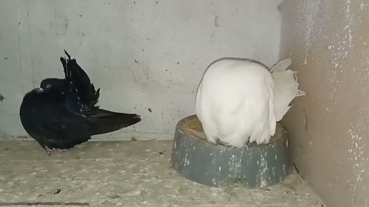 Modificări în volieră, păsări noi și puișori care evoluează frumos!🐣😁💪
