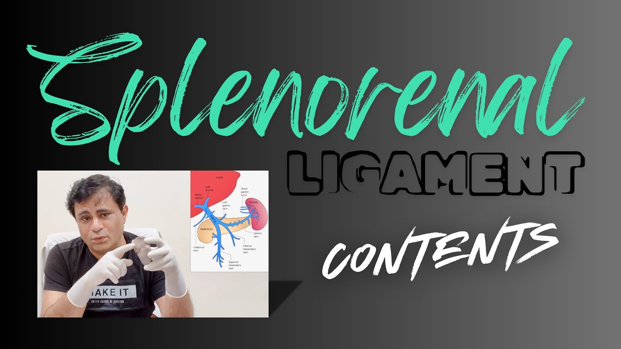 Contents of Splenorenal ligament, Contents of Lienorenal ligament #spleen #anatomy