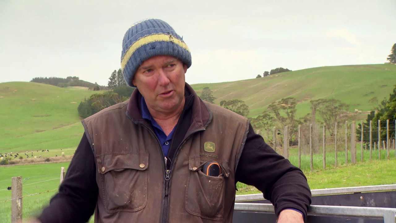 Finishing Cattle on Chicory