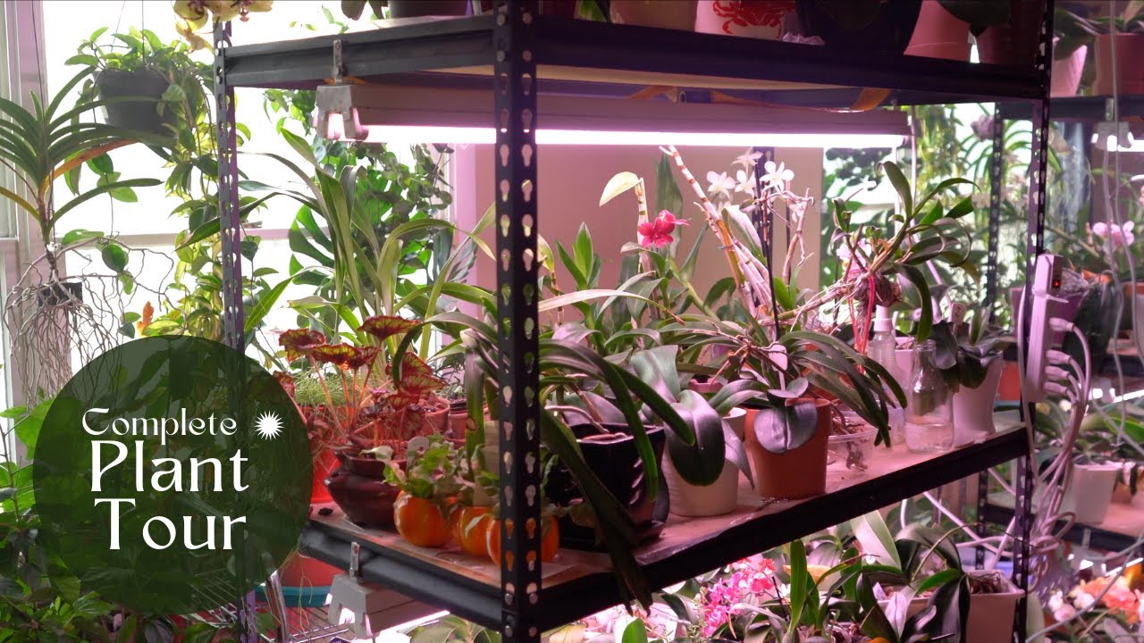 Complete House Plant Collection Tour