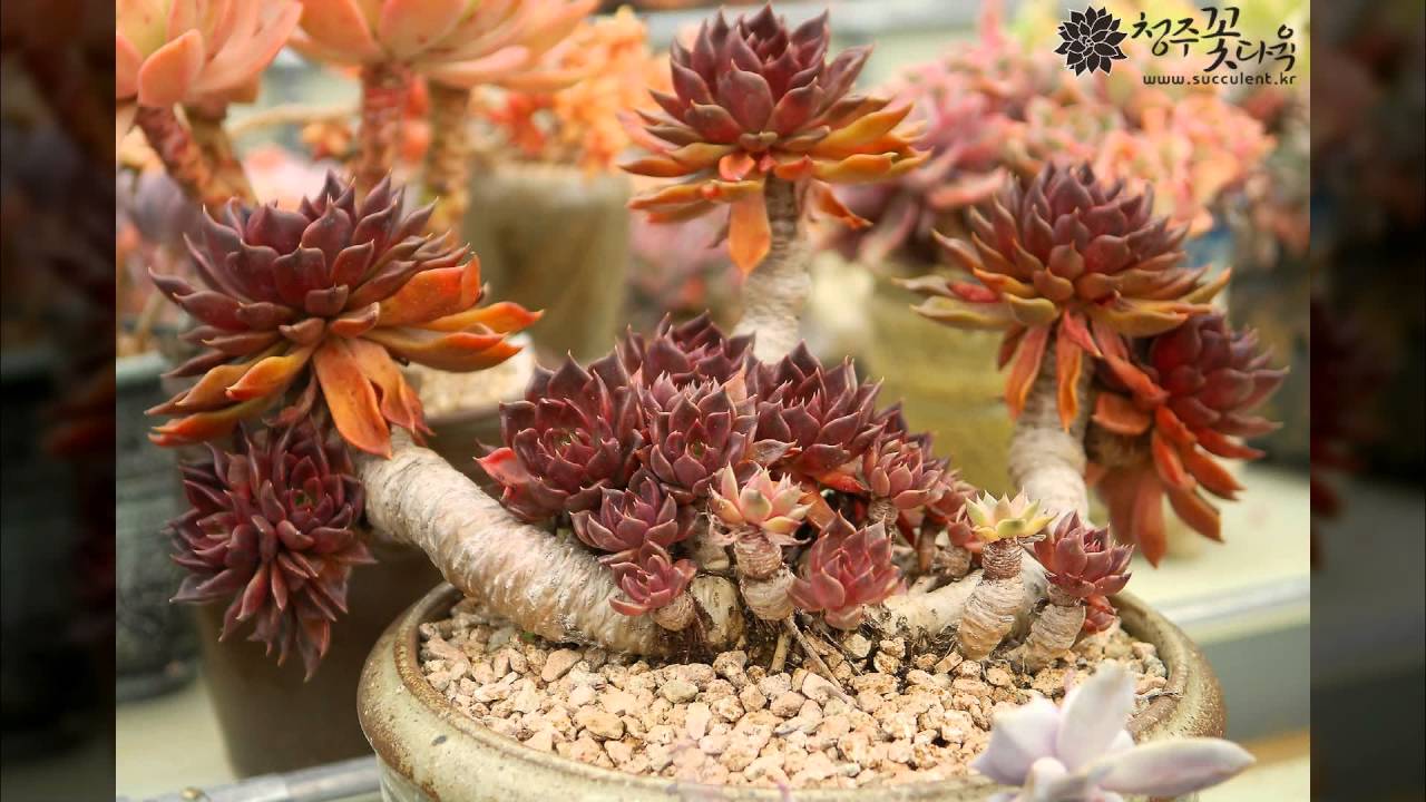 청주다육 다육식물 과 다육이 Succulent plant