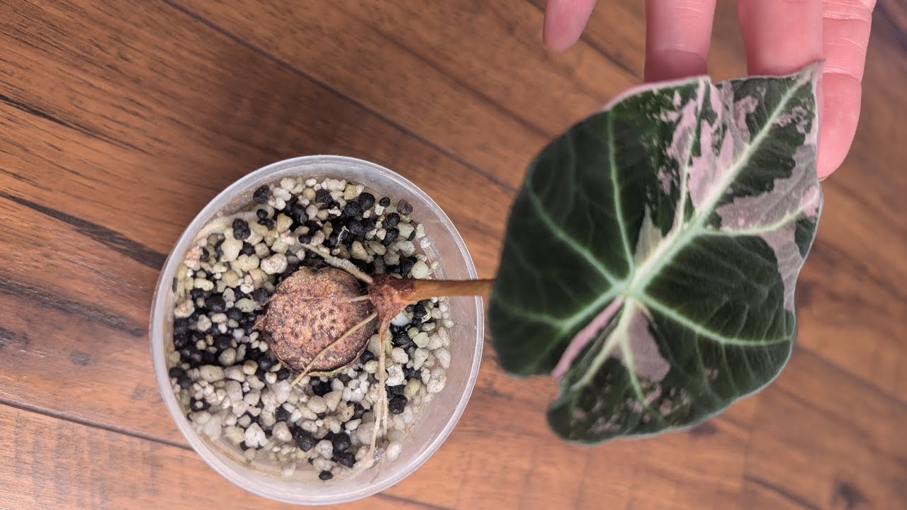 Alocasia Propagation Experiment (Stem Cutting Success!)