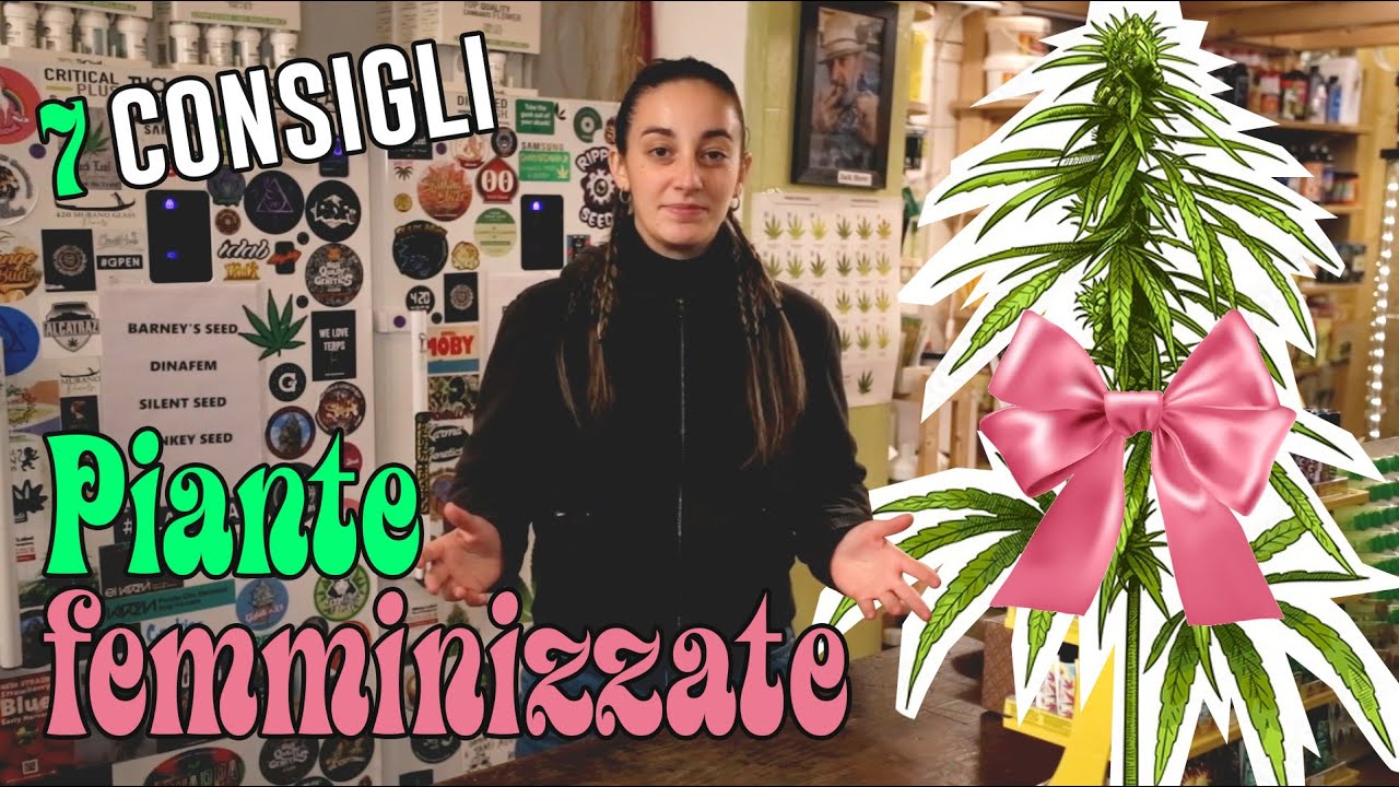 Piante femminizzate: 7 consigli su come coltivare al meglio