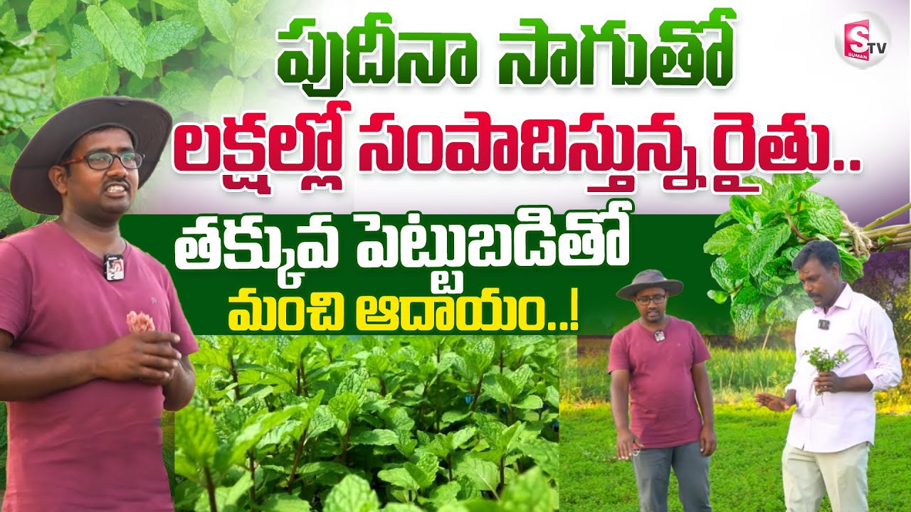 Pudina Farming : Farmers Get Profit By Pudina Cultivation | Mint Cultivation | Pudina Sagu In Telugu
