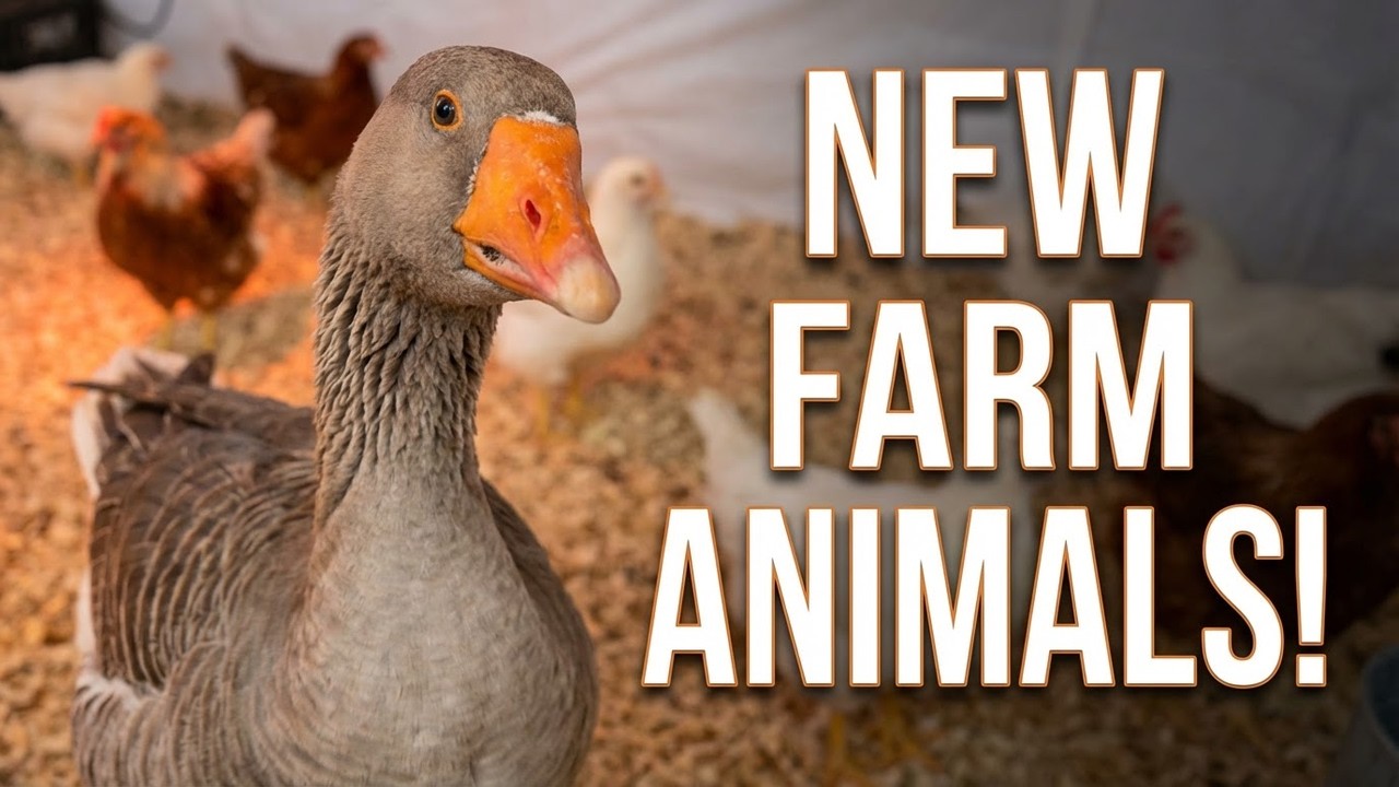 New animals on the farm and update!