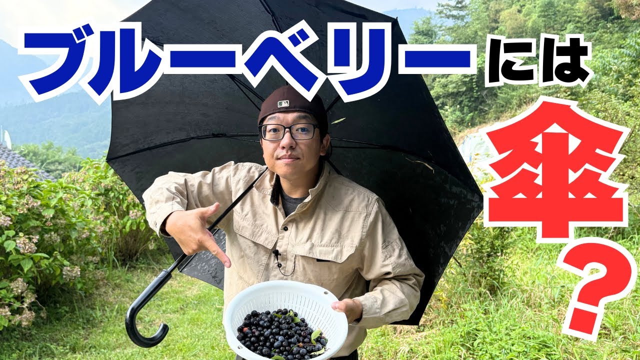 ほったらかしでブルーベリー！収穫に使える裏ワザを実践