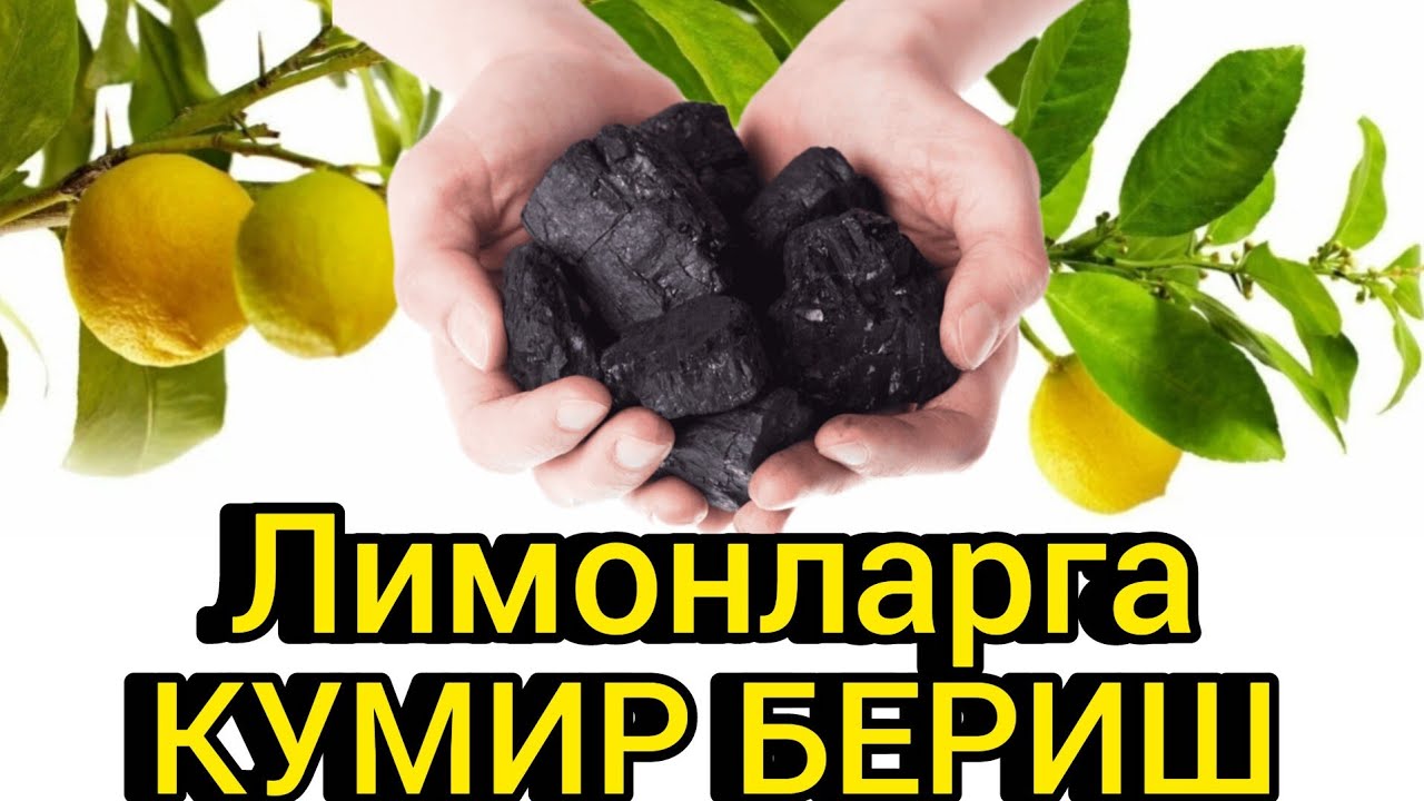 Лимонларни кумир билан угитлаш...