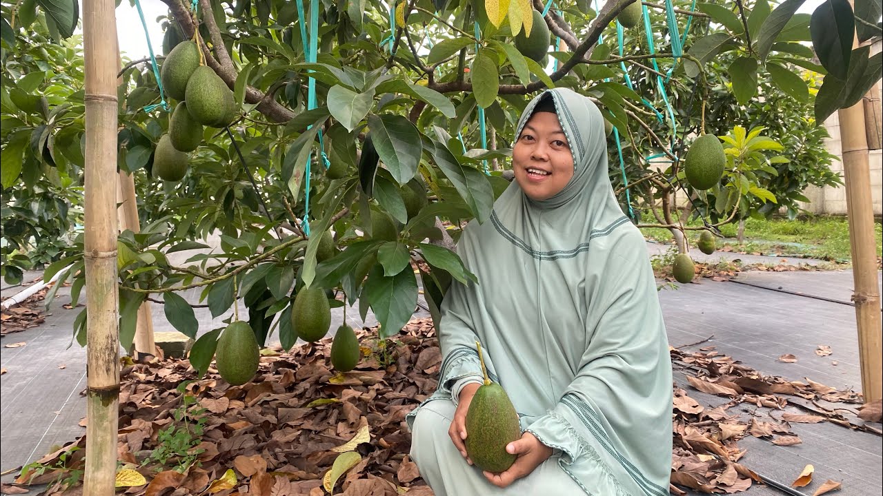 KEBUN ALPUKAT ORGANIK BUCCANEER dan SUPERAVOCADO