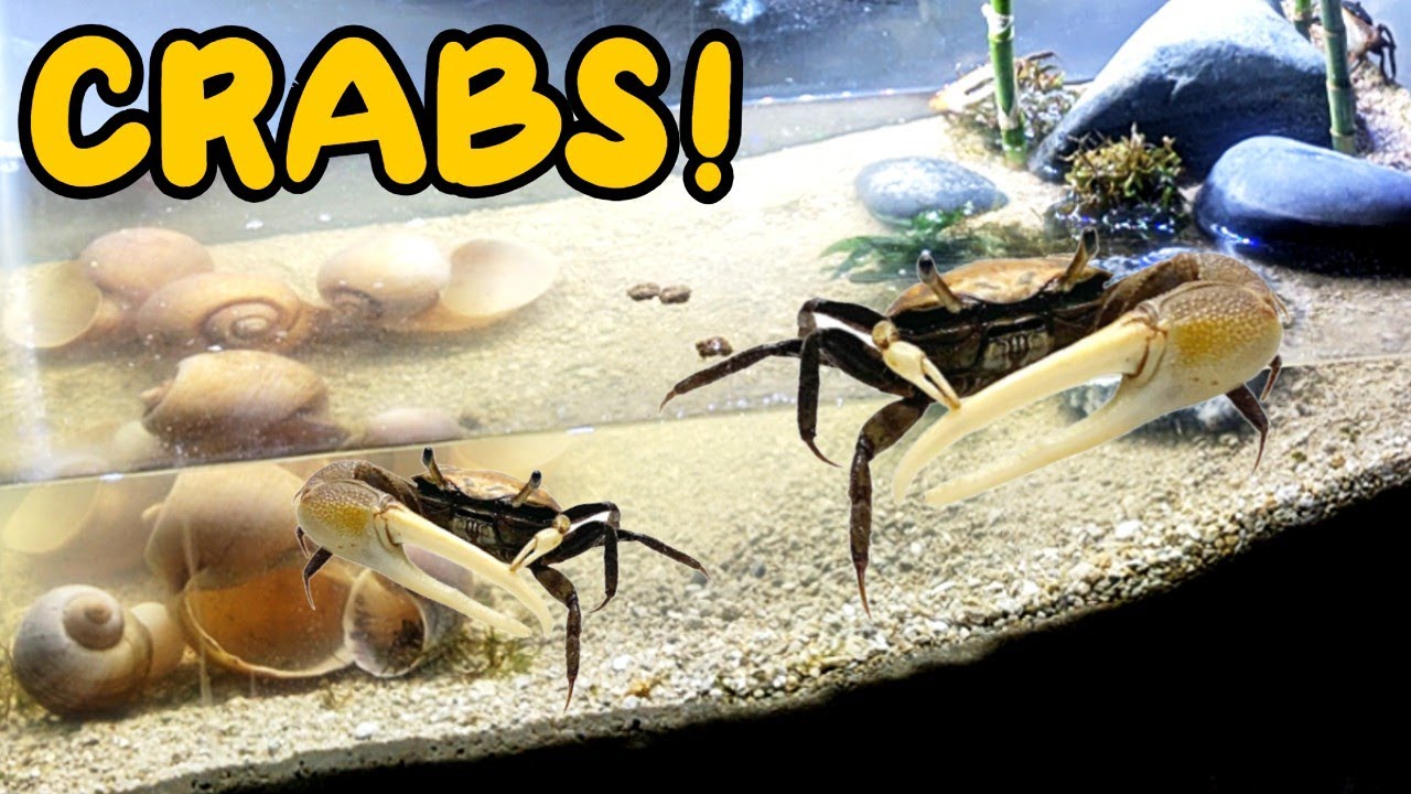 *NEW* Crab Setup! Freshwater crab aquarium