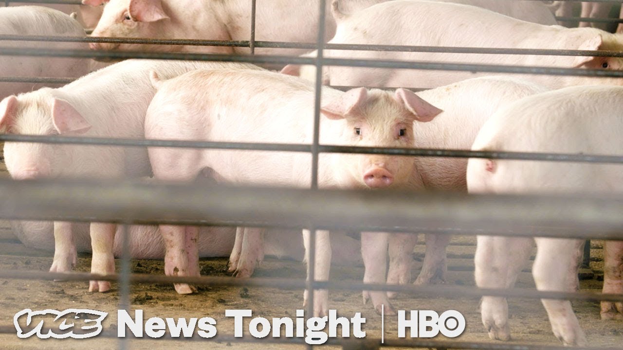 Why North Carolina Can't Solve Its Hog Poop Problem (HBO)