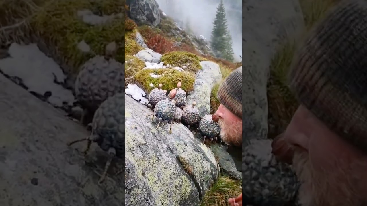 Gemmula petricola colony found on Highland granite - six adults in full bloom at daybreak