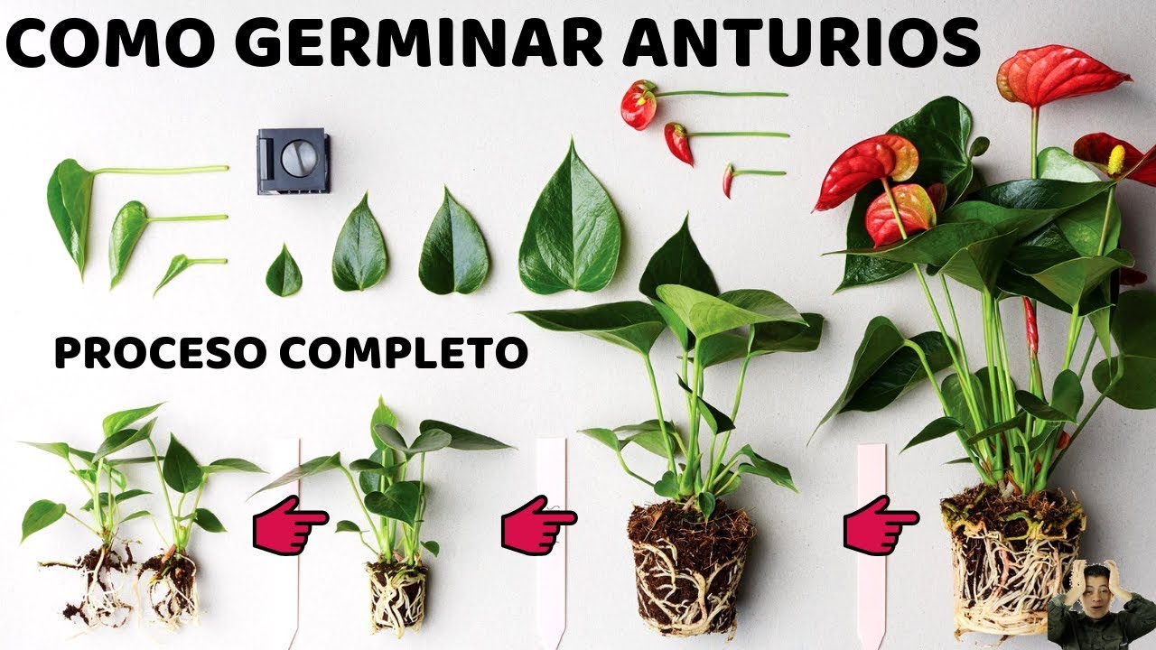 COMO REPRODUCIR ANTURIOS POR SEMILLA PROCESO COMPLETO