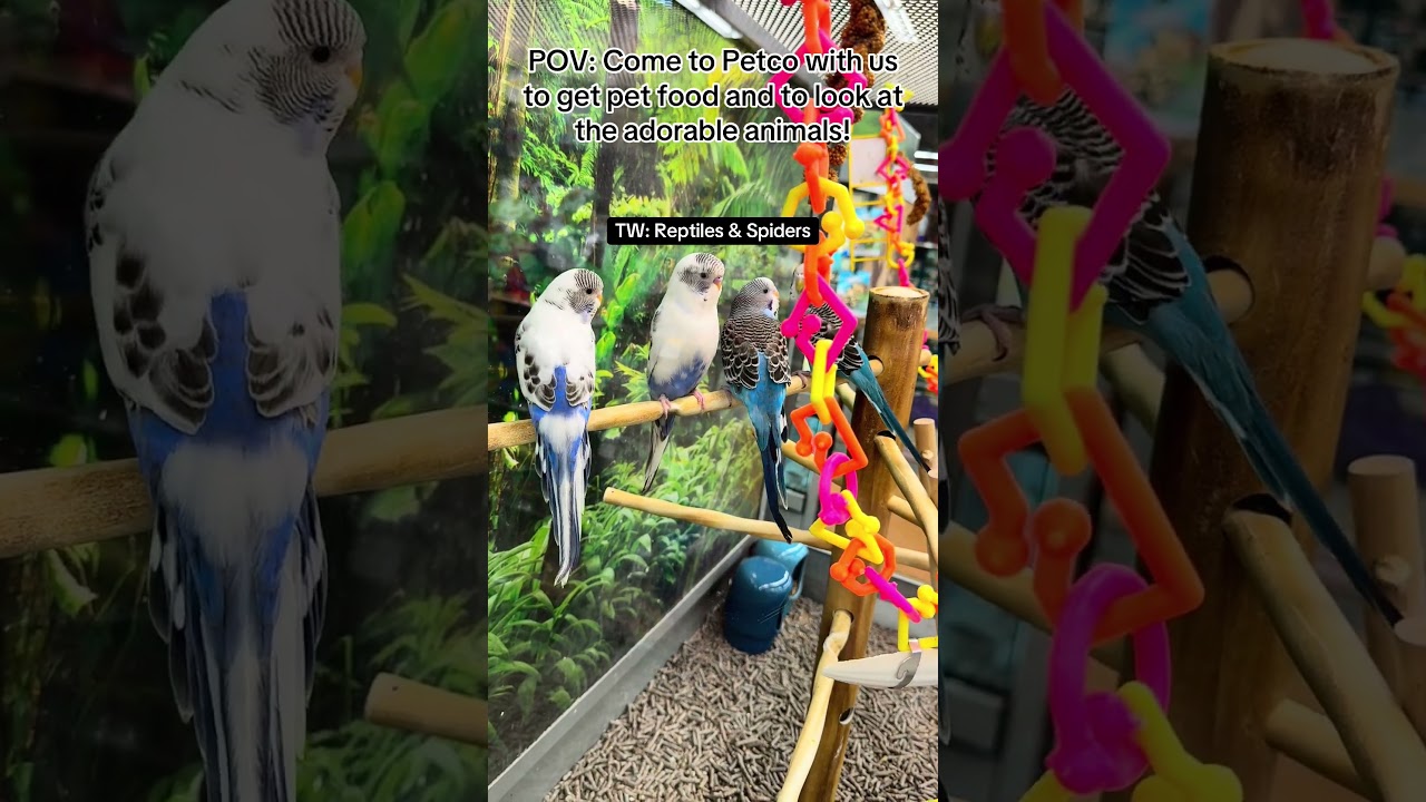 Petco Vlog #animals #snakes #beardeddragon #reptiles