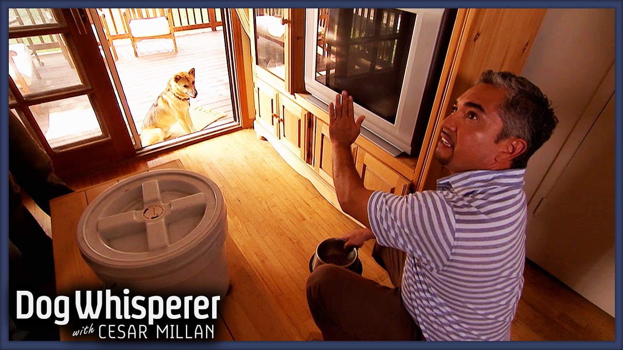 Owners Refuse To Give Up On Abused Working Dog | S4 Ep 15 | Dog Whisperer With Cesar Millan