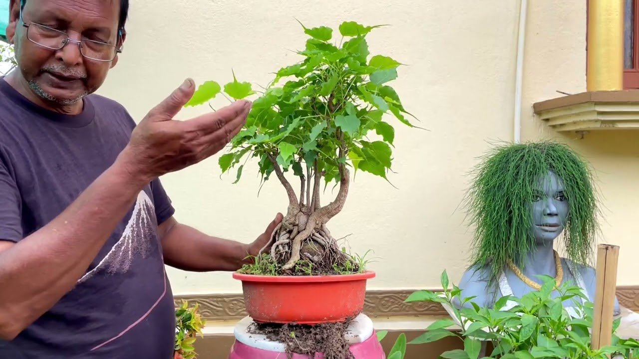 অশ্বত্থ গাছ বনসাই/ Ashwattha tree bonsai