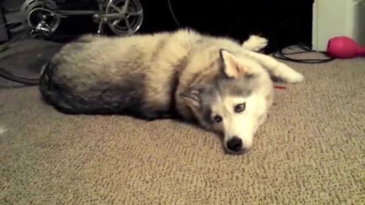 Malamute Husky throws a tantrum