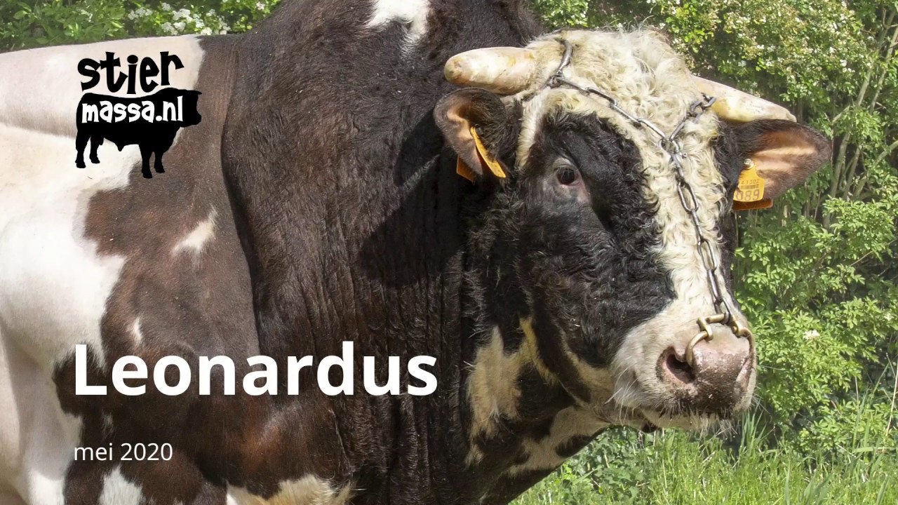 Belgisch Witblauw - Leonardus van de Uilenvlucht