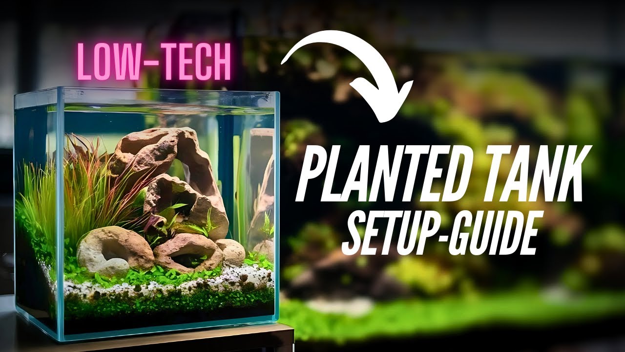 How to setup✅your LOW-TECH planted aquarium |(diy)tank making |tank set-up🐟 |aquascape detail guide.