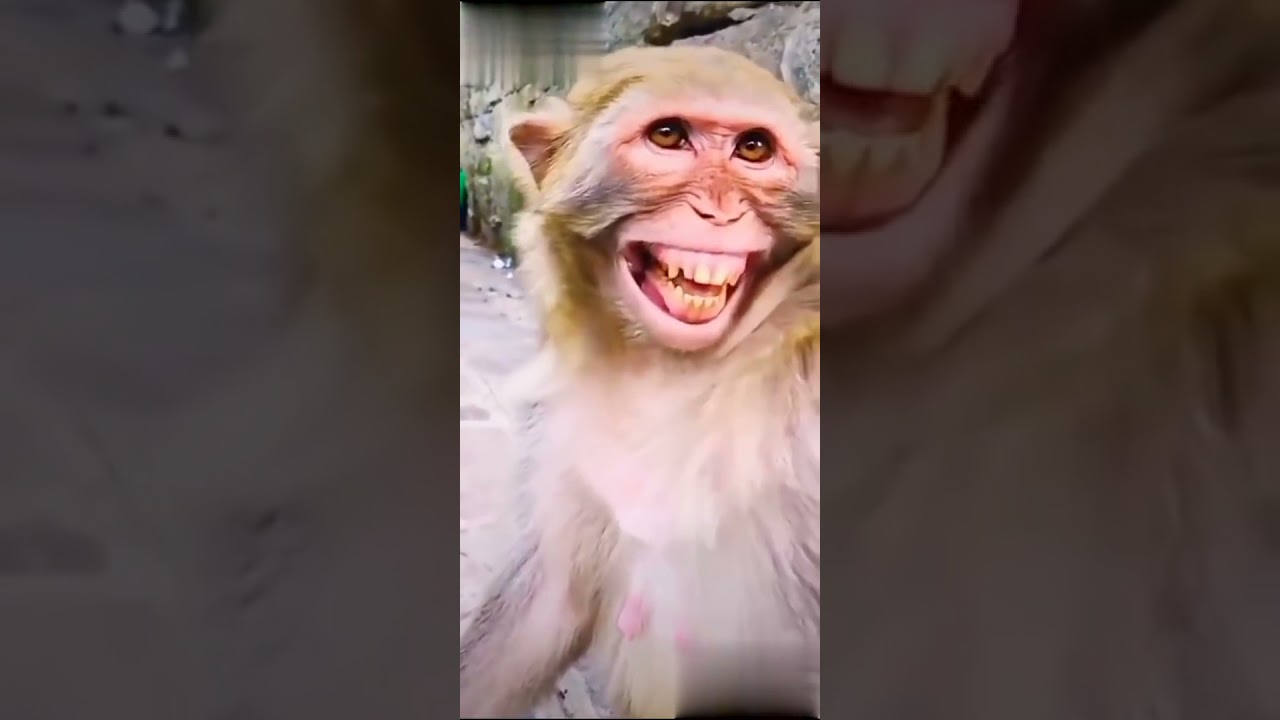 Funny Monkey Shorts | Monkey Smile WhatsApp status shorts | bandar Ki hasi #monkey
