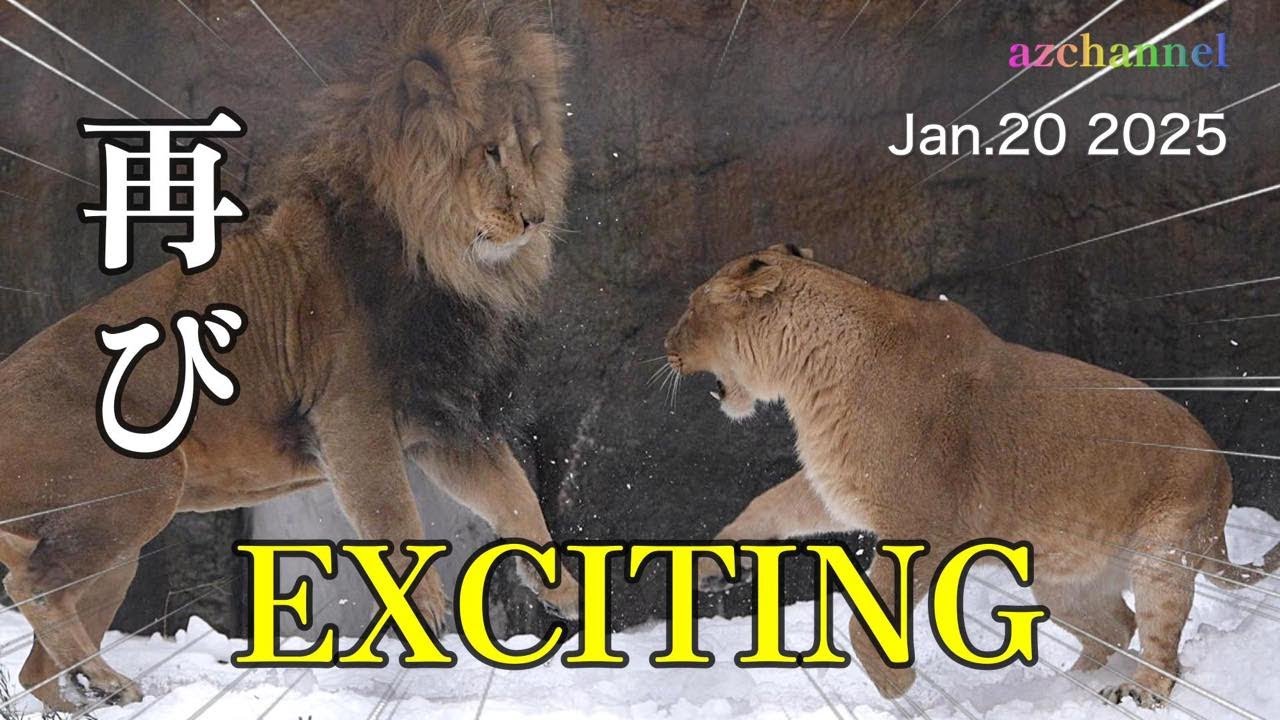 【旭山動物園ライオン】オリト再び！パパとレイがエキサイト！仲裁に入るのはやっぱりイオ！