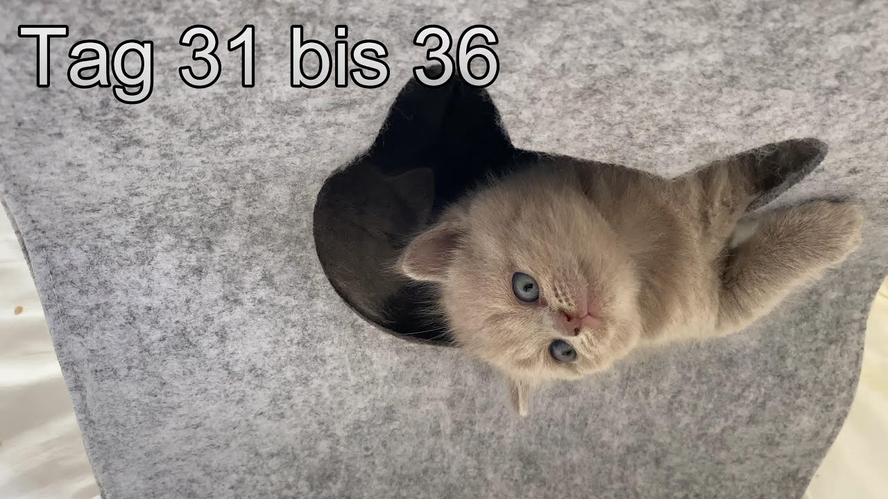 Britisch Kurzhaar Katzen Tag 31 bis 36
