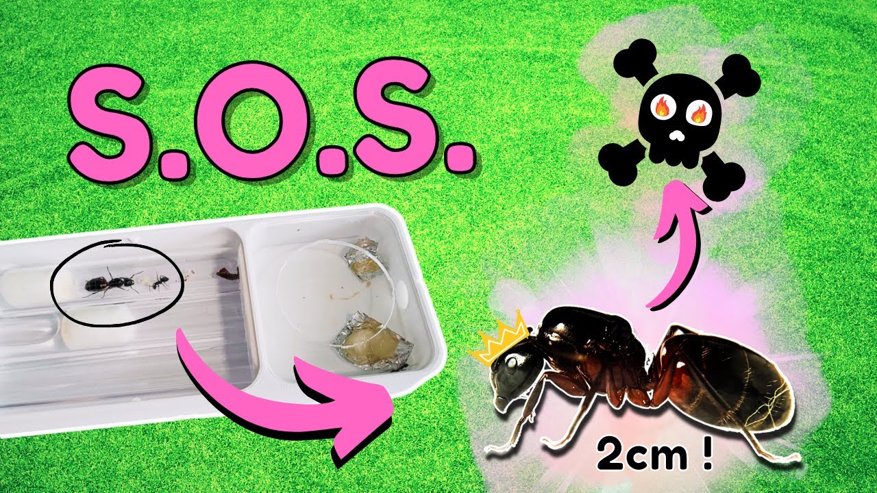 Mes fourmis en PLS (je galère) ! Camponotus ligniperda