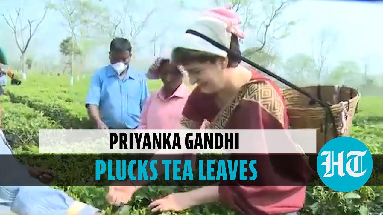 Watch: Priyanka Gandhi plucks tea leaves at tea garden in poll bound Assam
