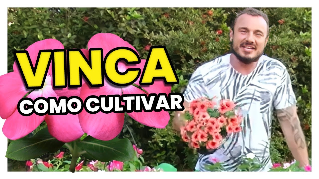 VINCA | DICAS DE CULTIVO