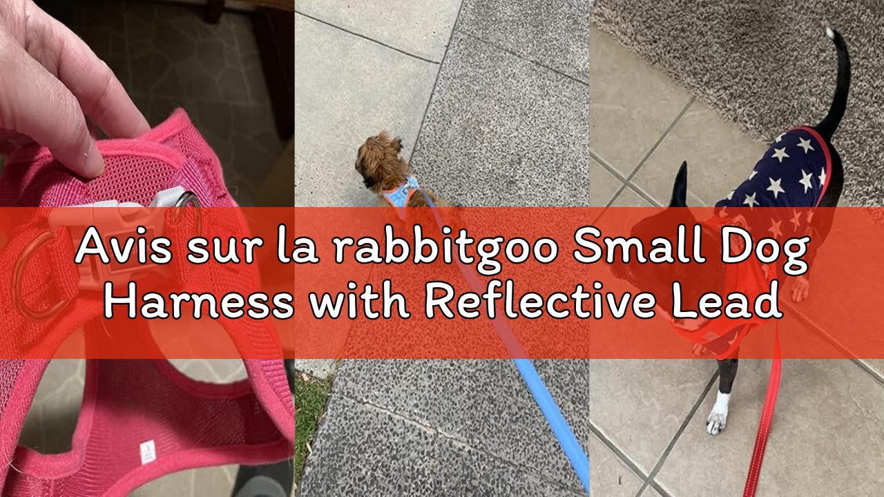 Avis sur la rabbitgoo Small Dog Harness with Reflective Lead, Soft Mesh Puppy Harness, Adjustable Ve