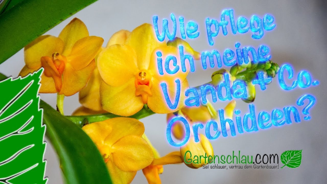 Pflege von Vanda + Co. Orchideen? - Alles über Orchideen #77 // Gartenschlau.com