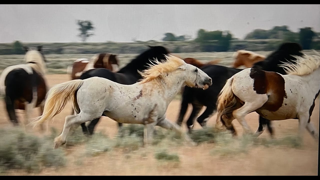 Wild Horses of America S1 Ep 11 McCullough Peaks Stallion Running Bear in Wyoming by Karen King