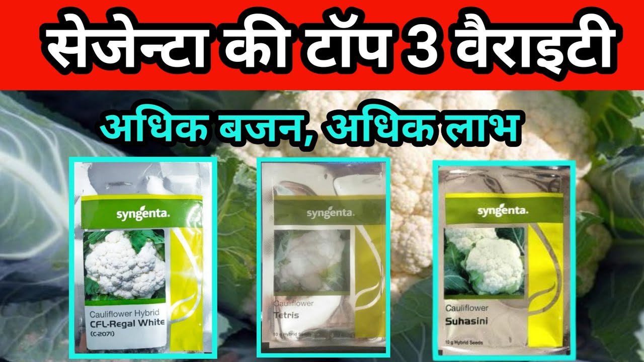 अक्टूबर, नवम्बर में लगाई जाने वाली फूलगोभी वैराइटी / ठंड मौसम में लगाई जाने वाली फूलगोभी @Syngenta