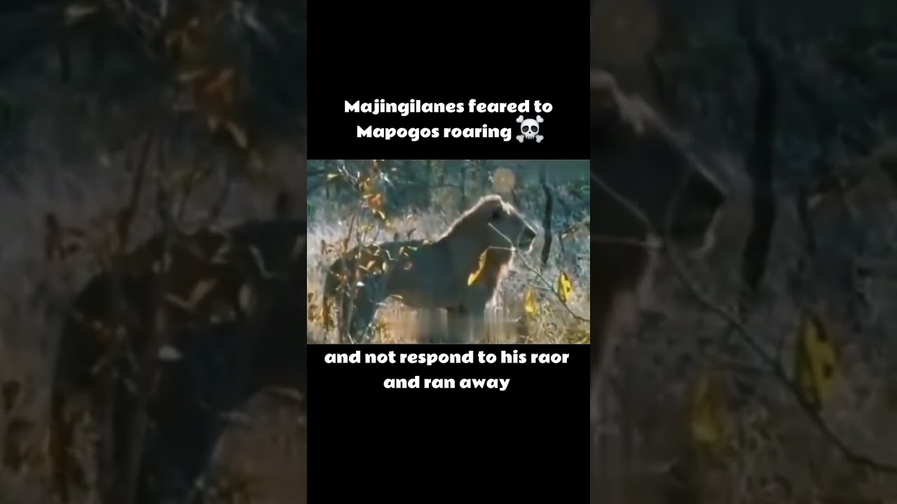 After the death of kinkytail the remaining Mapogos decided to take revenge for Majingalanes💀⚔️
