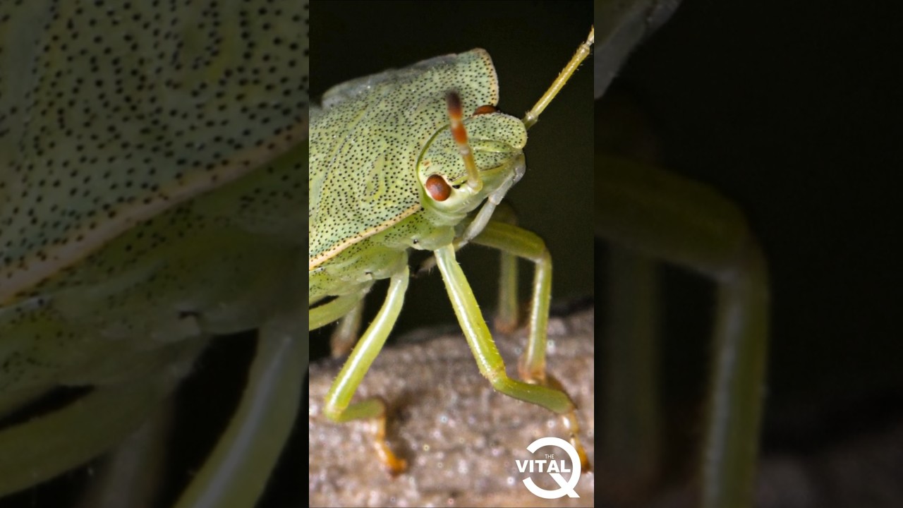 Why do stink bugs stink?