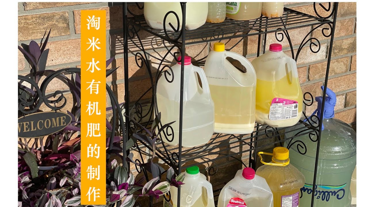 淘米水有机肥的制作，加入这三大样可以做到无异味发酵快肥力大 how to make rice water fertilizer