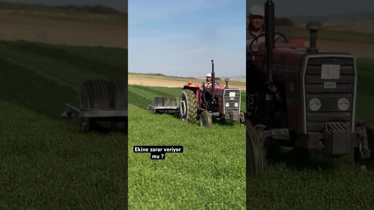 Sizce sıkıntısız buğdaya neden merdane &ccedil;ekiyorlar? #shortvideo #tarım #buğday