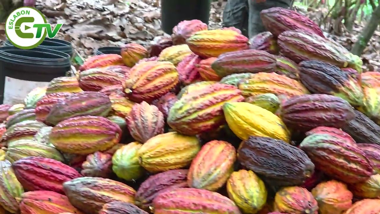 La fuerte caída del precio del cacao sacude al sector agrícola en Ecuador