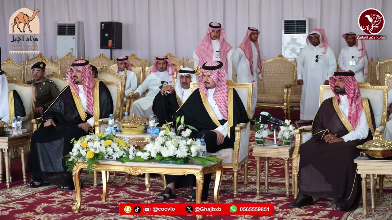 رعاية سمو أمير منطقة المدينة المنورة مزاد الابل الاول في محافظة الحناكية