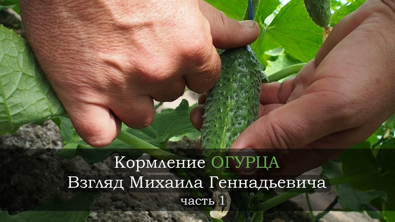 Михаил Геннадьевич, основные моменты в кормлении огурца