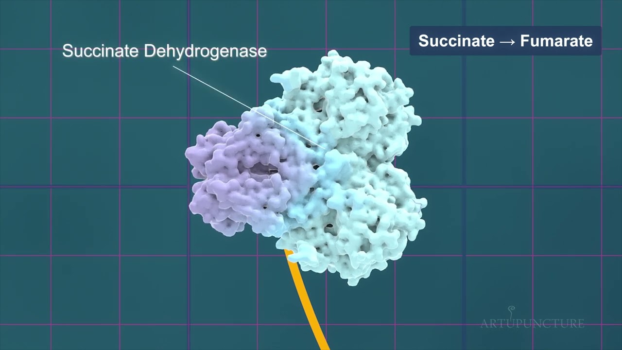 Krebs Cycle (Citric Acid Cycle) – Full Animation!