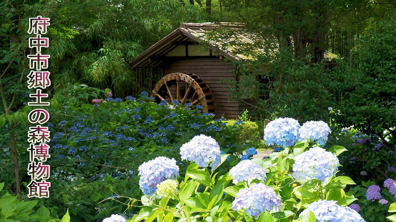 TOKYO. Hydrangea flowers with Historical structures. #4K #府中市郷土の森博物館