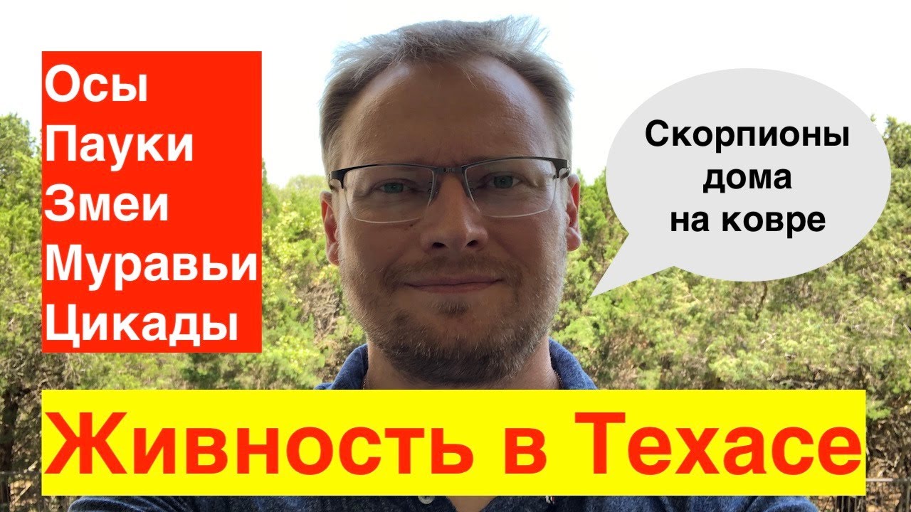 Живность в Техасе | Скорпионы на коврах | Осы на балконах | Жабы в унитазах | От насекомых до оленей