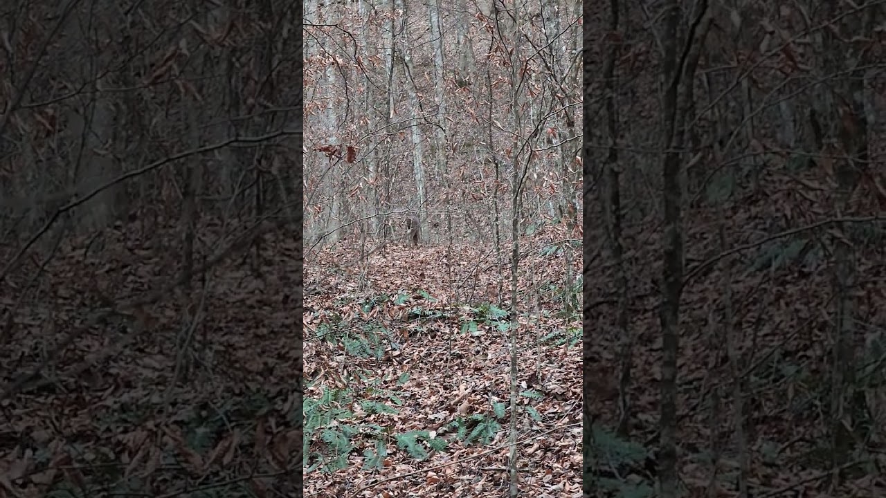Deer Watching