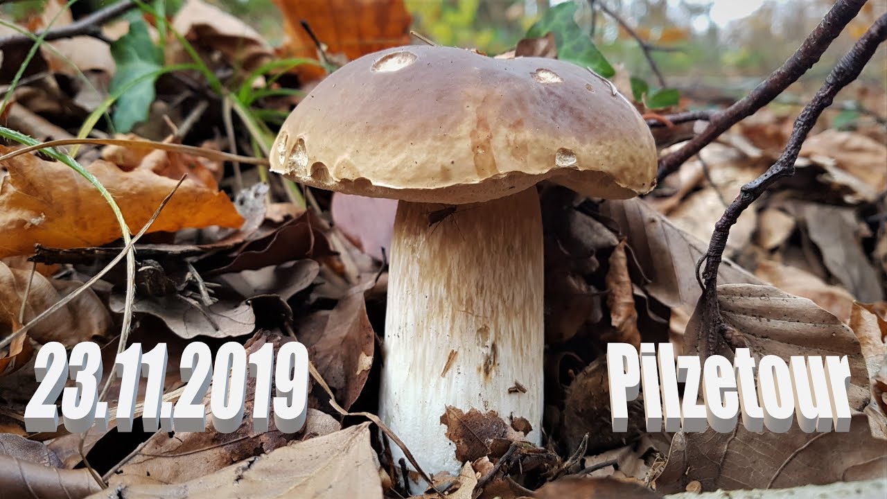 Pilzetour am 23.11.2019 + Christmas Special
