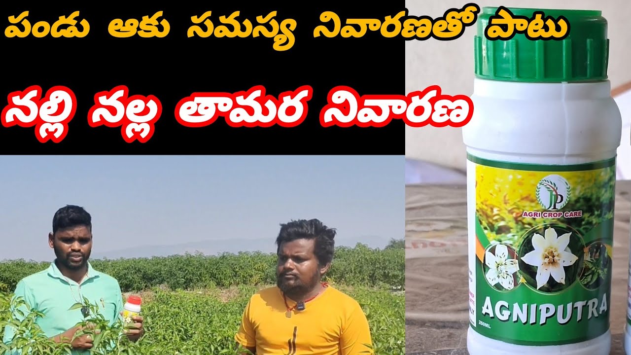 # నల్లి నల్ల తామర నివారణతో పాటు ఒక జాన చిగురు రావడానికి 