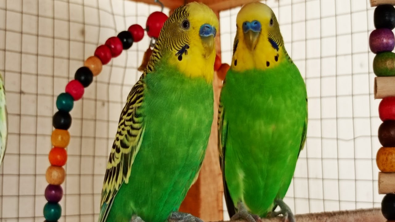 Chirping of Parakeet Budgie Birds 12 Hr , Listen to Nature Bird Songs, Meditation to Reduce Stress