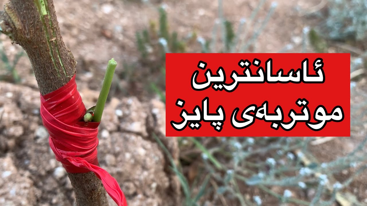 ئاسانترین موتربە لەڕێگەی گۆپكە و پۆپ و پۆخ ، ئەم موتربە لە پایز و بەهار گونجـاوە بۆ كردن #rahelaziz